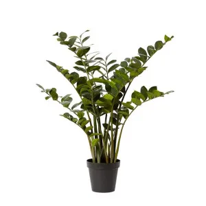 Zanzibar Plant - 80cm x 80cm x 120cm by null, a Plants for sale on Style Sourcebook