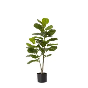 Fiddle Tree - 50cm x 50cm x 90cm by null, a Plants for sale on Style Sourcebook
