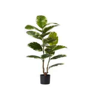 Rubber Plant Grand Potted - 68cm x 68cm x 90cm by null, a Plants for sale on Style Sourcebook