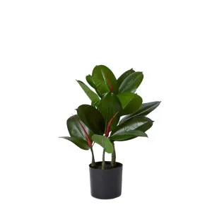 Rubber Plant Potted - 30cm x 30cm x 45cm by null, a Plants for sale on Style Sourcebook