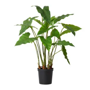 Zebra Plant Potted - 78cm x 76cm x 110cm by null, a Plants for sale on Style Sourcebook