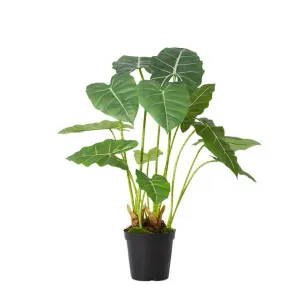 Alocasia Frydek Potted - 56cm x 54cm x 70cm by null, a Plants for sale on Style Sourcebook