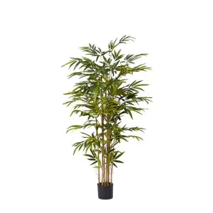 Bamboo Tree - 90cm x 90cm x 150cm by null, a Plants for sale on Style Sourcebook