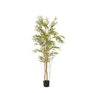 Bamboo Guadua Tree - 90cm x 90cm x 180cm by null, a Plants for sale on Style Sourcebook