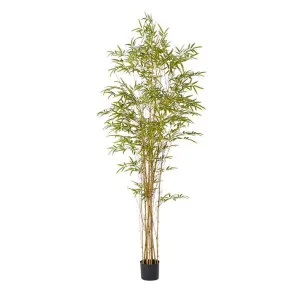 Bamboo Guadua Tree - 100cm x 100cm x 210cm by null, a Plants for sale on Style Sourcebook