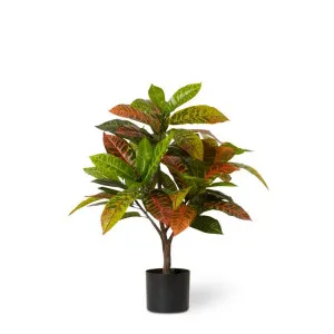 Croton Plant Potted - 65 x 60 x 77cm by null, a Plants for sale on Style Sourcebook
