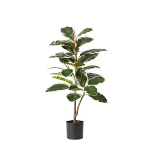 Rubber Plant Potted - 56cm x 56cm x 102cm by null, a Plants for sale on Style Sourcebook