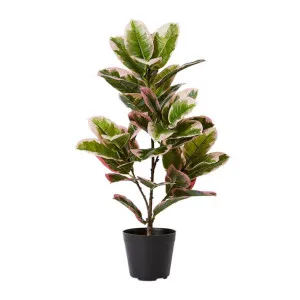 Rubber Plant Potted - 40cm x 40cm x 70cm by null, a Plants for sale on Style Sourcebook