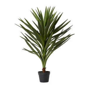 Dracaena Spikey Potted - 80cm x 80cm x 91cm by null, a Plants for sale on Style Sourcebook