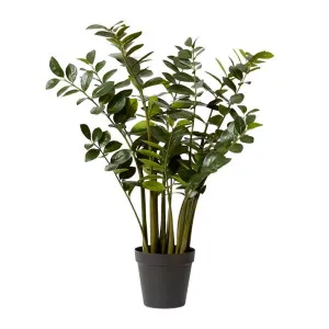 Zanzibar Plant - 80cm x 80cm x 137cm by null, a Plants for sale on Style Sourcebook