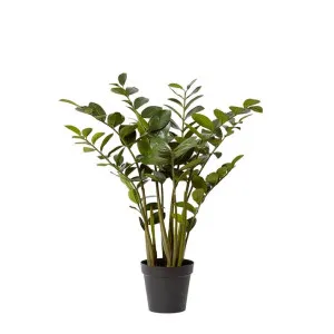 Zanzibar Plant - 60cm x 60cm x 90cm by null, a Plants for sale on Style Sourcebook