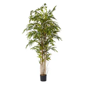 Bamboo Tree - 110cm x 110cm x 210cm by null, a Plants for sale on Style Sourcebook