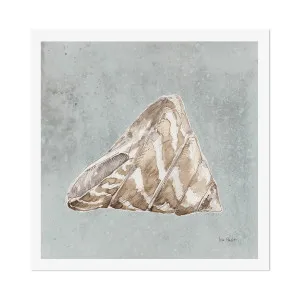 Sand And Seashells, Style A by Gioia Wall Art, a Prints for sale on Style Sourcebook
