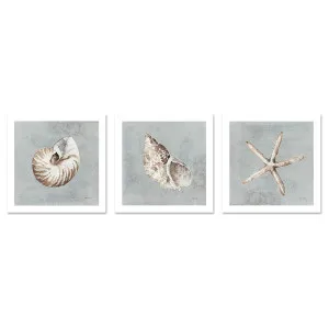 Sand And Seashells, Style A, B & C, Set Of 3 by Gioia Wall Art, a Prints for sale on Style Sourcebook