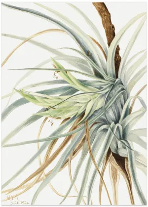 Wild Pineapple (1921) by Gioia Wall Art, a Prints for sale on Style Sourcebook