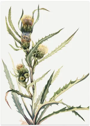 White Thistle by Gioia Wall Art, a Prints for sale on Style Sourcebook