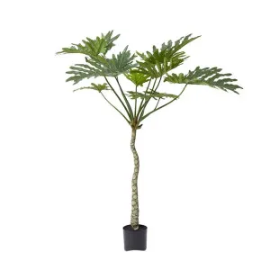 Split Philo Plant Potted - 90cm x 90cm x 180cm by null, a Plants for sale on Style Sourcebook