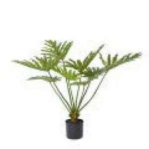 Split Philo Plant Potted - 110cm x 95cm x 92cm by null, a Plants for sale on Style Sourcebook