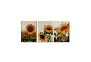 Set of 3 Blooming Sunflower Wall Art Canvas 5 sizes available 50cm x 70cm by Luxe Mirrors, a Artwork & Wall Decor for sale on Style Sourcebook