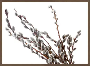 PUSSY-WILLOW TWIGS I by null, a Prints for sale on Style Sourcebook