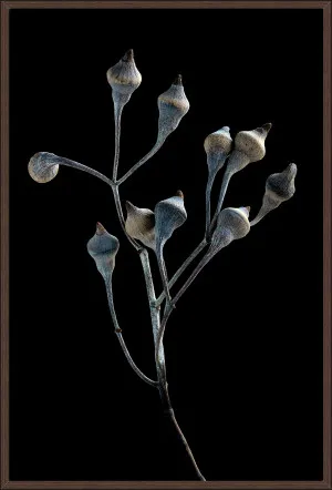 DRIED SILVER PRINCESS - 94x64cm by null, a Prints for sale on Style Sourcebook