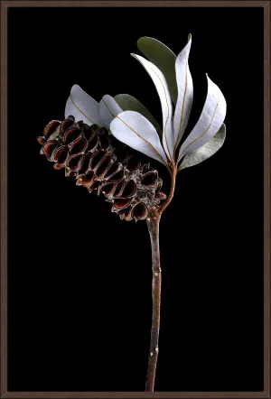 BANKSIA POD AND LEAVES - 94x64cm by null, a Prints for sale on Style Sourcebook