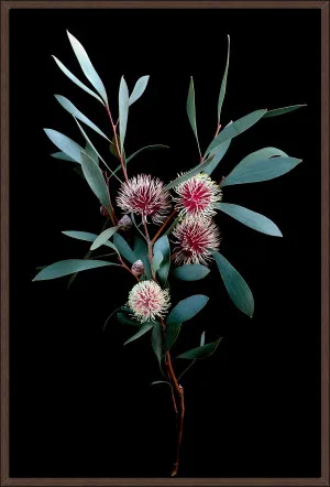 KODJET HAKEA FLOWERS 94x64cm by null, a Prints for sale on Style Sourcebook