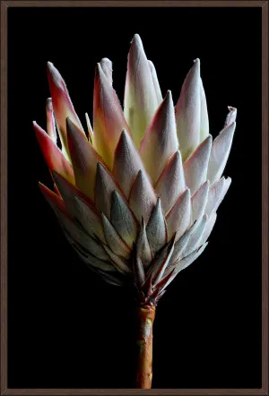PROTEA by null, a Prints for sale on Style Sourcebook