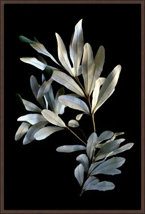 BANKSIA LEAVES by null, a Prints for sale on Style Sourcebook