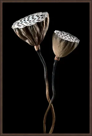 DRIED LOTUS PODS by null, a Prints for sale on Style Sourcebook
