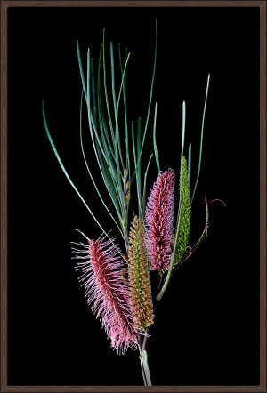 HAKEA FRANCISIANA 124x84cm by null, a Prints for sale on Style Sourcebook