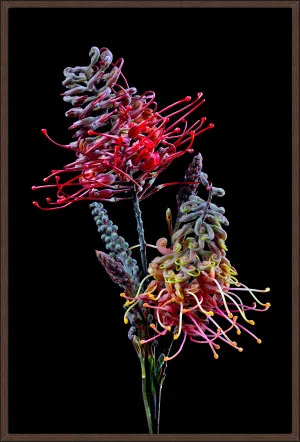 GREVILLEA by null, a Prints for sale on Style Sourcebook