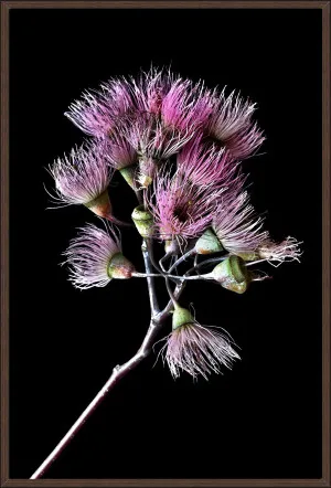 PINK GUM BLOSSOMS by null, a Prints for sale on Style Sourcebook