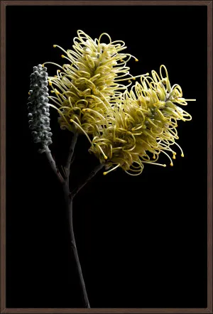 GREVILLEA FLOWERS YELLOW II 124x84cm by null, a Prints for sale on Style Sourcebook