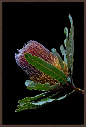 BANSIA MENZIES II by null, a Prints for sale on Style Sourcebook
