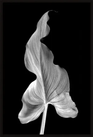 BLACK AND WHITE LILY LEAF by null, a Prints for sale on Style Sourcebook
