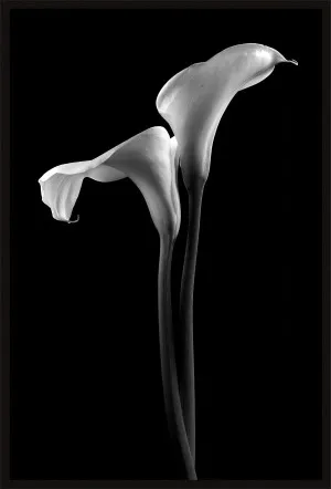 CALLA LILLIES BLACK AND WHITE by null, a Prints for sale on Style Sourcebook