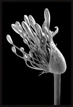 BLACK AND WHITE AGAPANTHUS by null, a Prints for sale on Style Sourcebook