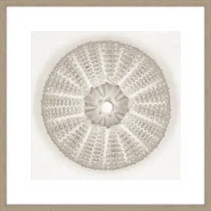 SEA URCHIN - PEARL by null, a Prints for sale on Style Sourcebook