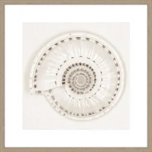 ARCHITECT SHELL - MONOCHROME by null, a Prints for sale on Style Sourcebook