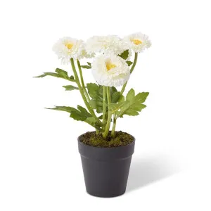 Chrysanthemum Spray Plant - 16 x 16 x 26cm by null, a Plants for sale on Style Sourcebook