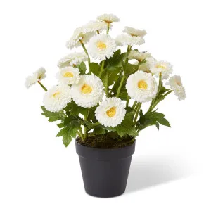Chrysanthemum Spray Plant - 26 x 26 x 38cm by null, a Plants for sale on Style Sourcebook