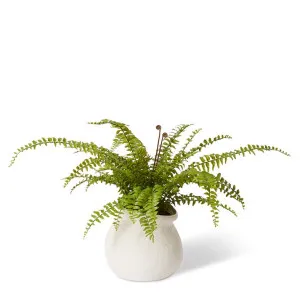 Fern Lush Boston - Wanda Vase - 52 x 52 x 66cm by null, a Plants for sale on Style Sourcebook