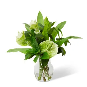 Ginger Flower Anthurium Mix - 54 x 54 x 60cm by null, a Plants for sale on Style Sourcebook