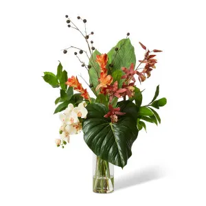 Orchid Oncidium Spath Leaf - 66 x 50 x 110cm by null, a Plants for sale on Style Sourcebook