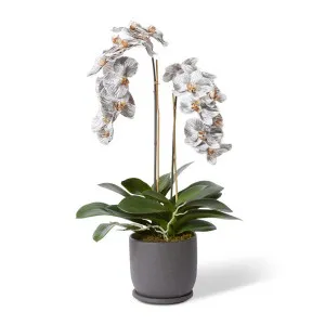 Phalaenopsis Orich Stem - 48 x 48 x 80cm by null, a Plants for sale on Style Sourcebook