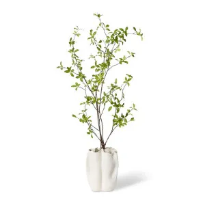 Pittosporum Plant - Zilia Bowl - 66 x 66 x 140cm by null, a Plants for sale on Style Sourcebook