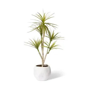 Yucca Tree- Malie Pot - 60 x 60 x 120cm by null, a Plants for sale on Style Sourcebook