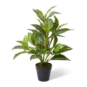 Zebra Plant-Garden Pot - 50 x 50 x 60cm by null, a Plants for sale on Style Sourcebook