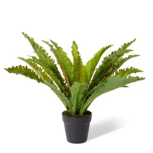 Fern Asplenium - 58 x 58 x 52cm by null, a Plants for sale on Style Sourcebook